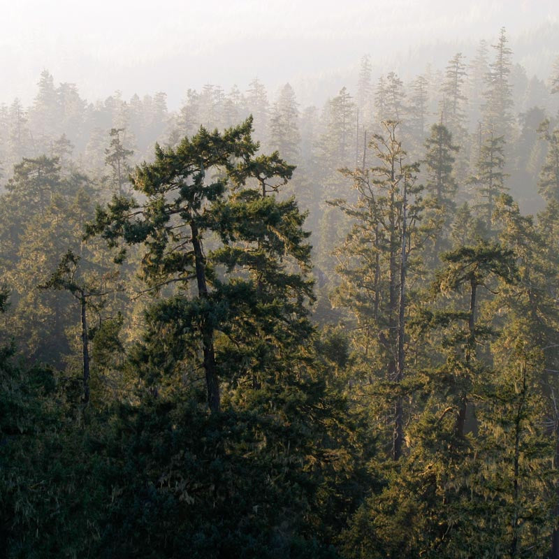 Tree and Forest Canvas Print Collection - Rob Mutch Ecosystem Photo