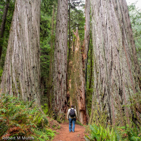 Redwoods Big Trees Canvas Print Collection