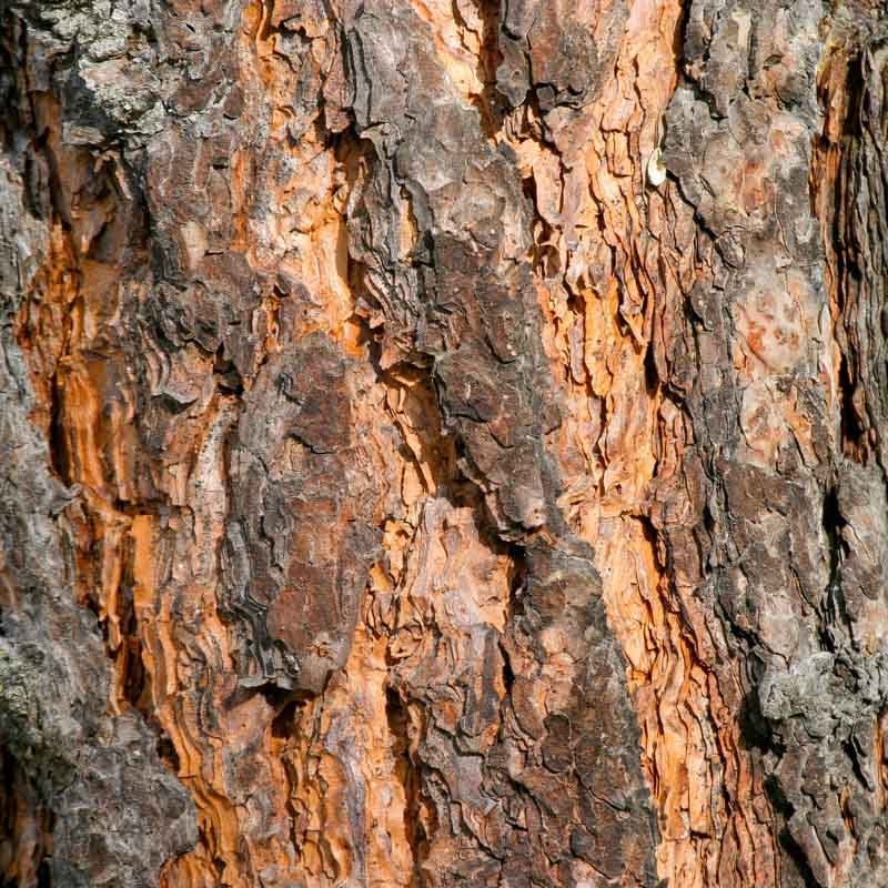 Tree Bark Closeups Canvas Print Collection