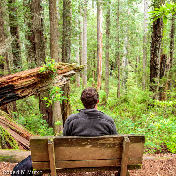 Redwoods and Rob Canvas Print Collection