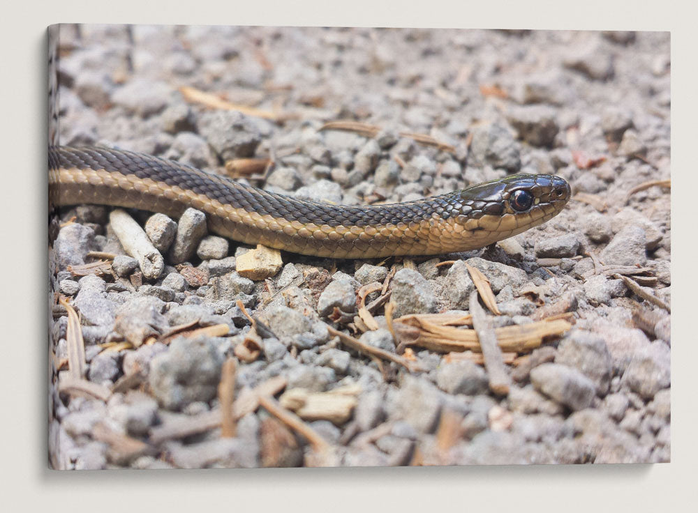 Northwest Garter Snake, Carpenter Mountain, HJ Andrews Forest, Oregon