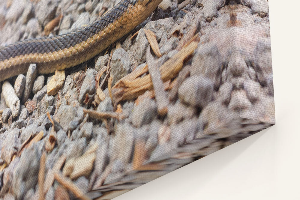 Northwest Garter Snake, Carpenter Mountain, HJ Andrews Forest, Oregon