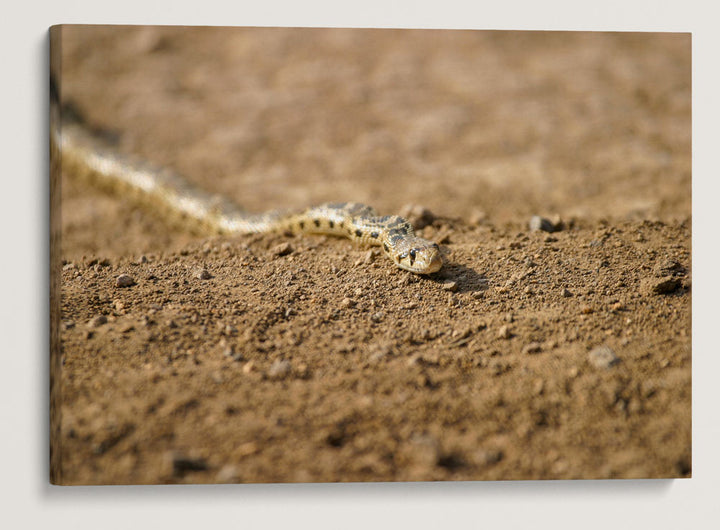 Gopher Snake, Eastern Oregon, USA