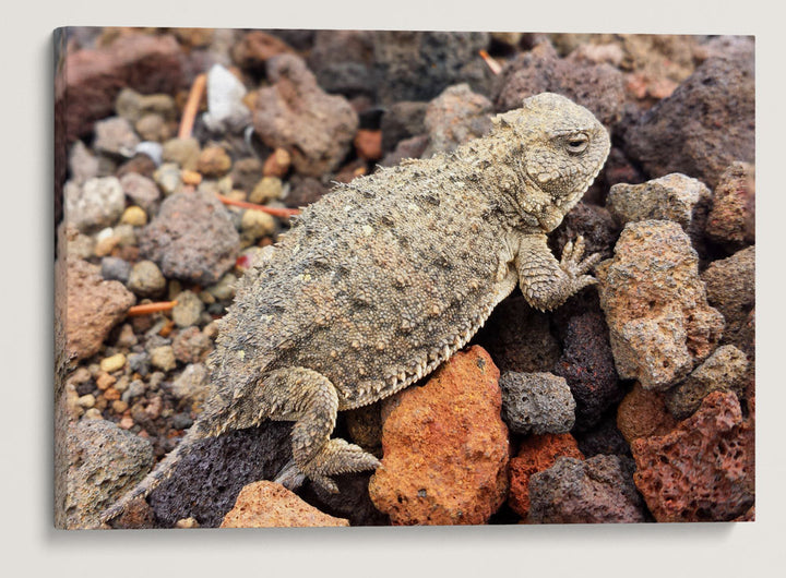 Desert Horned Lizard, Sand Mountain, Willamette National Forest, Oregon, USA