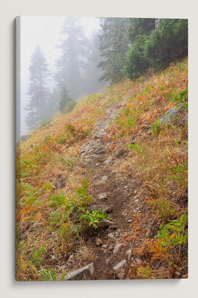 Mountain Meadow, Carpenter Mountain Trail, HJ Andrews Forest, Oregon