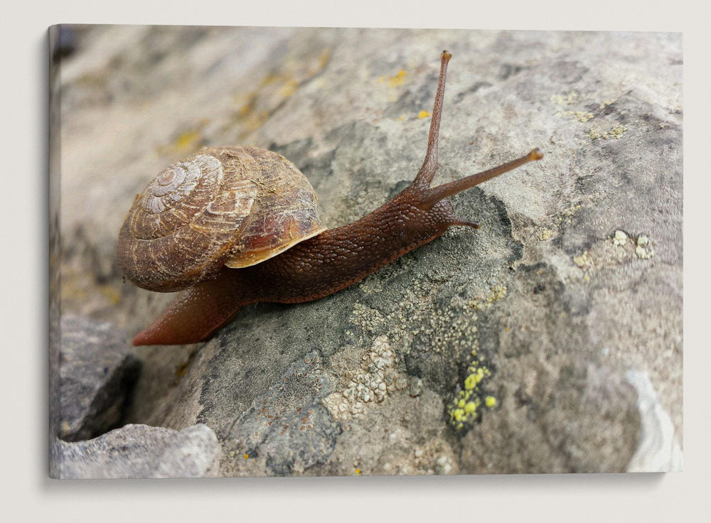 Snail on Rock, Carpenter Mountain Fire Lookout, HJ Andrews Forest, Oregon, USA