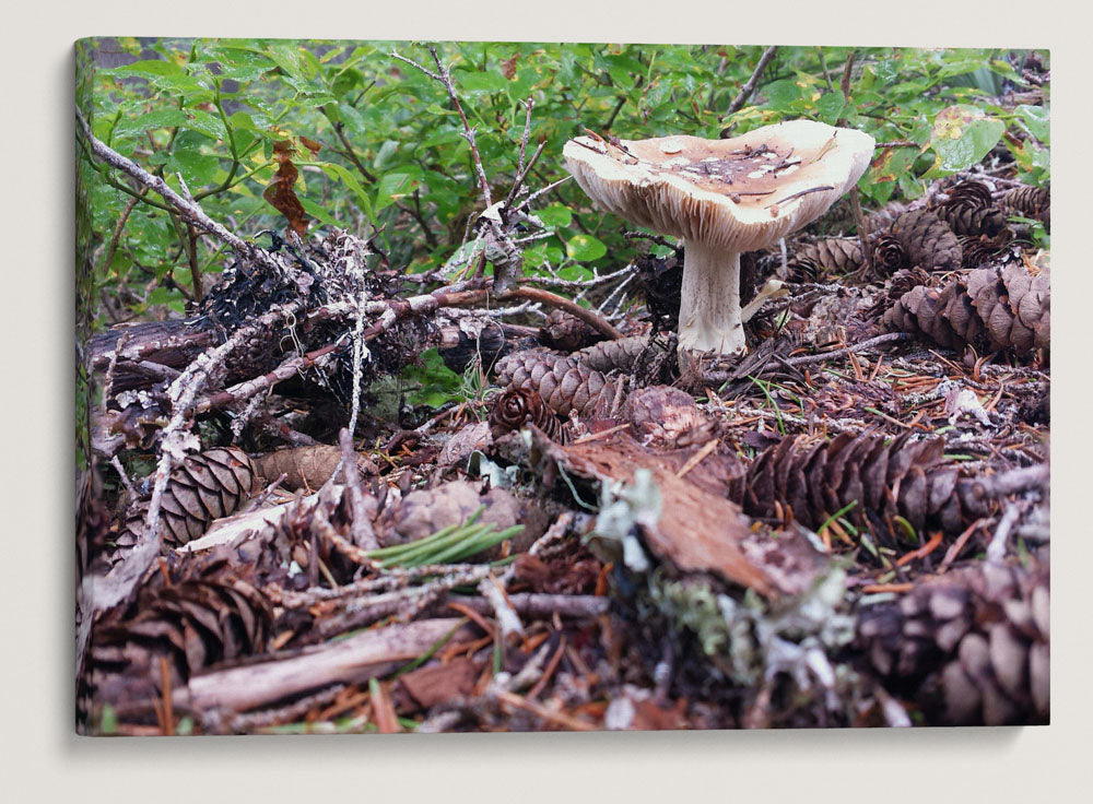 Mushroom Along Carpenter Mountain Trail, HJ Andrews Forest, Oregon