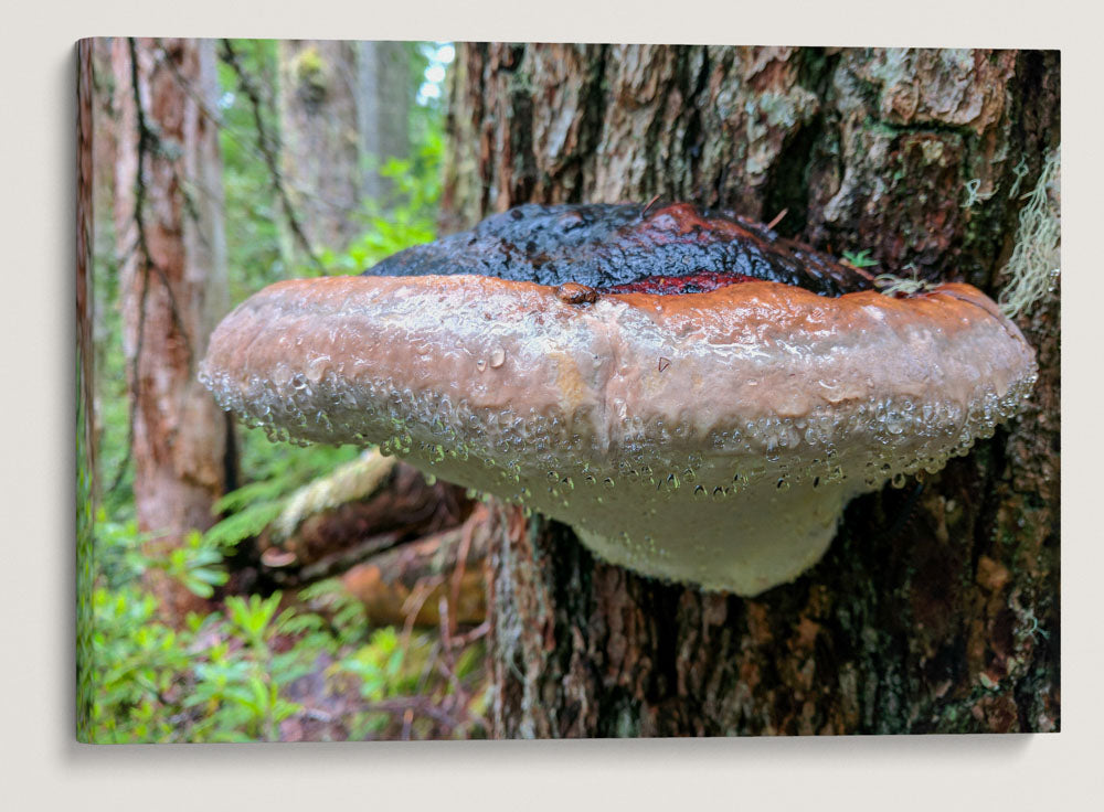 Shelf Fungi, Lookout Creek Old-Growth Trail, Oregon, USA