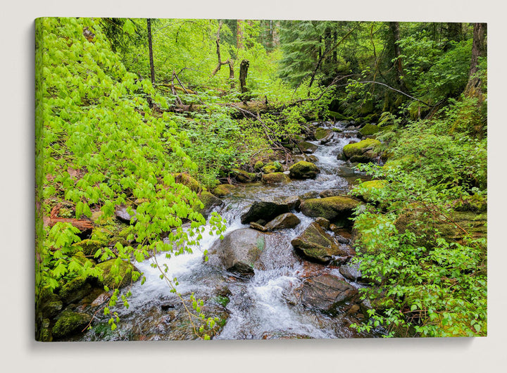 Lookout Creek, Lookout Creek Old-growth Trail, H.J. Andrews Forest, Oregon