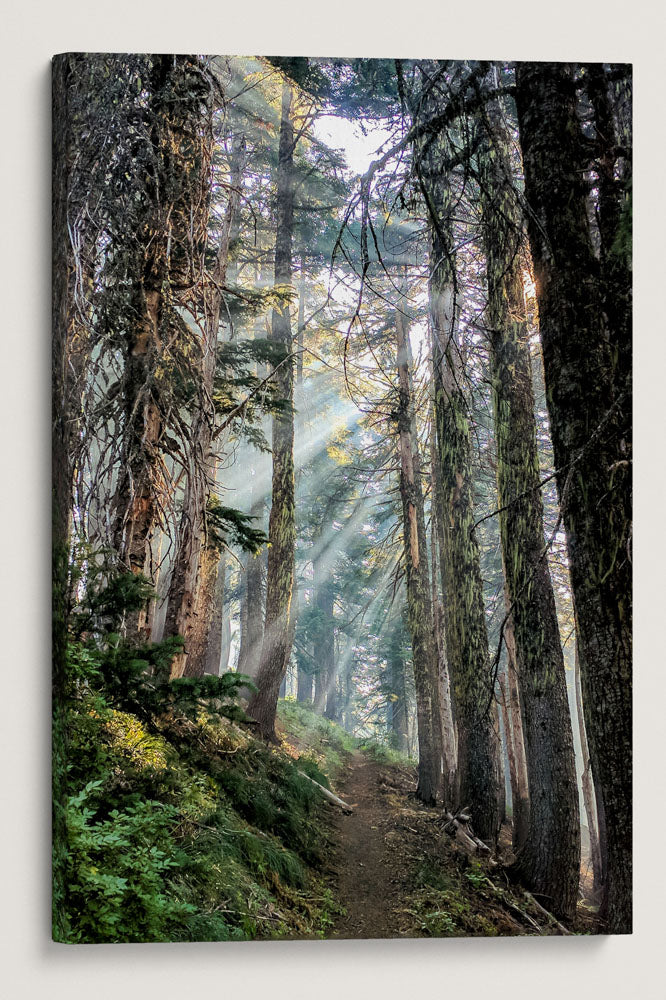 Sun Rays Through Forest, Carpenter Mountain Trail, HJ Andrews Forest, Oregon, USA