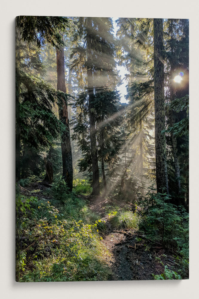 Sun Rays Through Forest, Carpenter Mountain Trail, HJ Andrews Forest, Oregon, USA