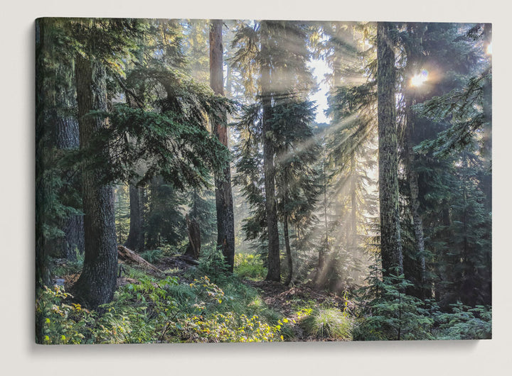 Sun Rays Through Forest, Carpenter Mountain Trail, HJ Andrews Forest, Oregon, USA