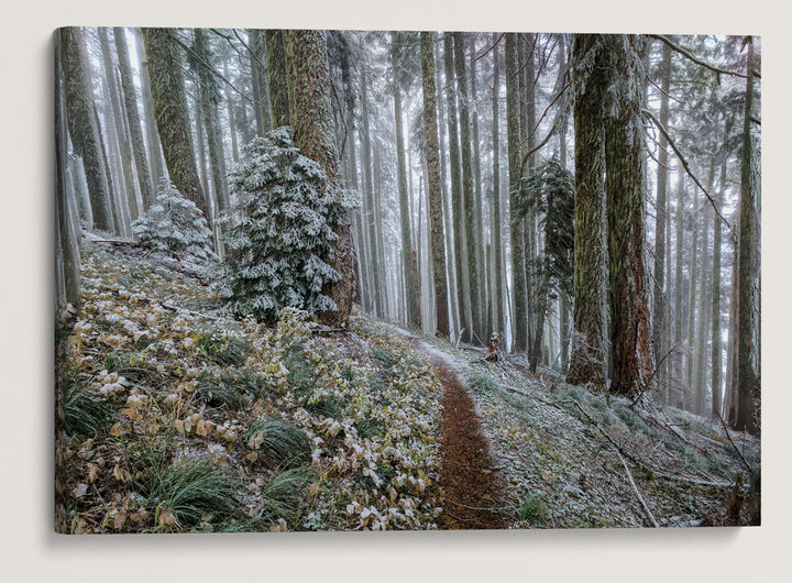 Early Winter Snow, Carpenter Mountain Trail, HJ Andrews Forest, Oregon, USA