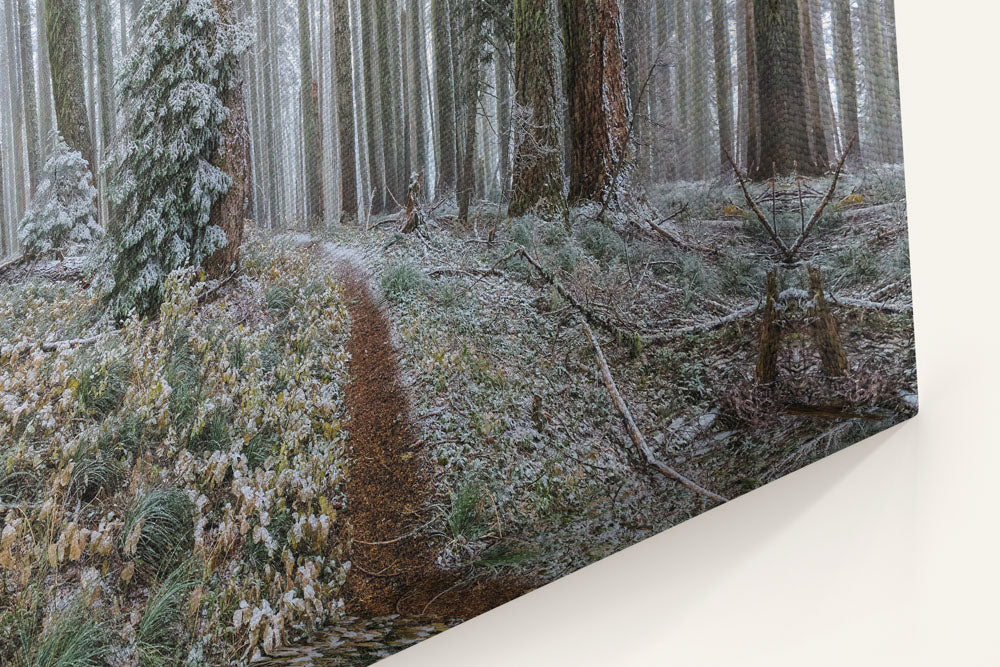 Early Winter Snow, Carpenter Mountain Trail, HJ Andrews Forest, Oregon, USA