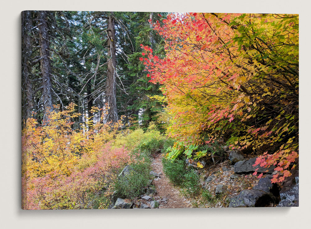 Vine Maple Autumn Color, Carpenter Mountain Trail, HJ Andrews Forest, Oregon, USA