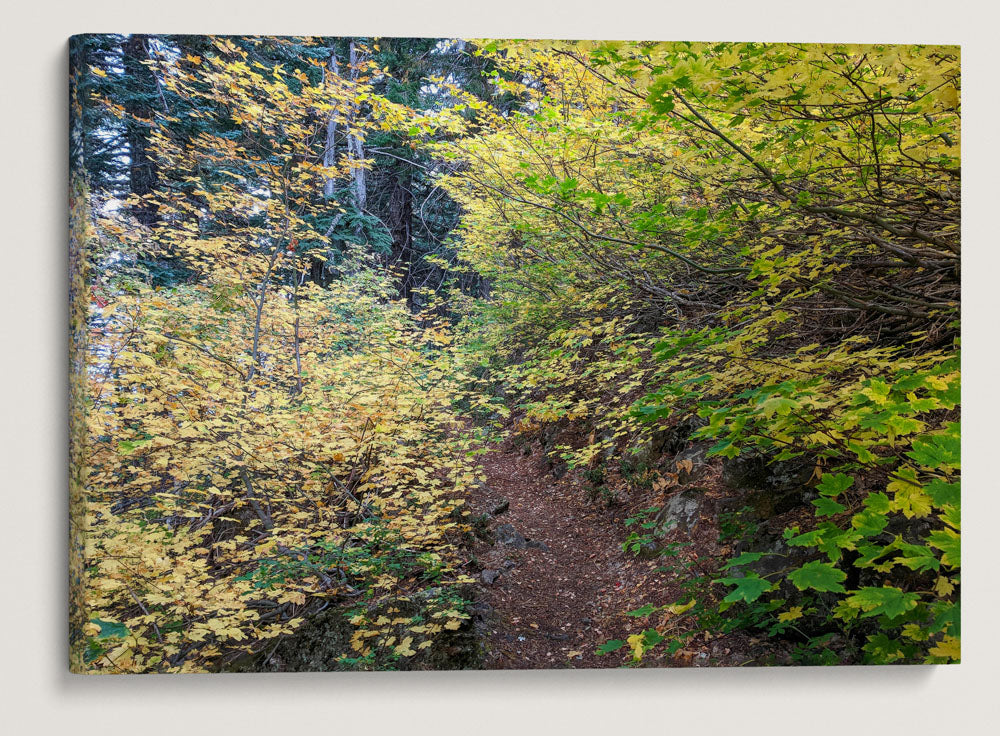 Vine Maple Autumn Color, Carpenter Mountain Trail, HJ Andrews Forest, Oregon, USA