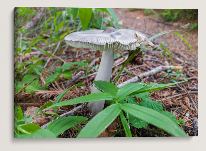 Mushroom Along Trail, Carpenter Mountain, HJ Andrews Forest, Oregon