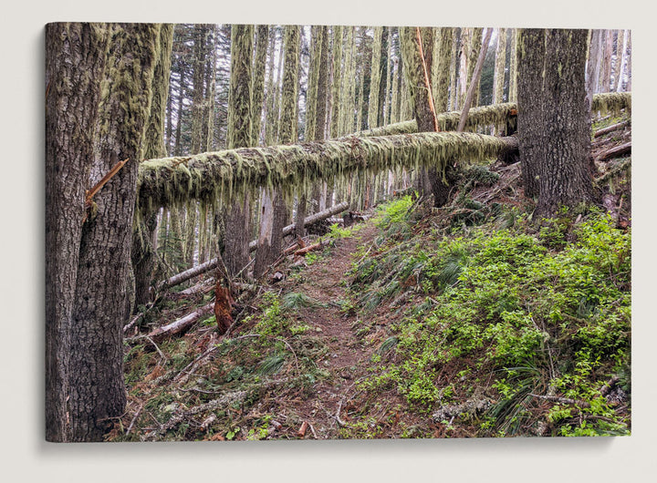 Trees Across Carpenter Mountain Trail, HJ Andrews Forest, Oregon, USA