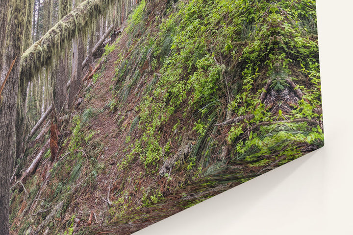 Trees Across Carpenter Mountain Trail, HJ Andrews Forest, Oregon, USA