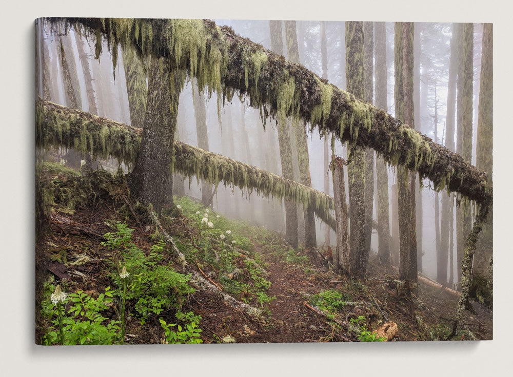 Trees Across Carpenter Mountain Trail, HJ Andrews Forest, Oregon, USA