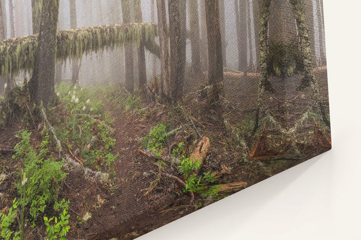 Trees Across Carpenter Mountain Trail, HJ Andrews Forest, Oregon, USA