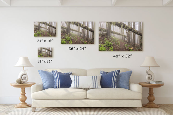 Trees Across Carpenter Mountain Trail, HJ Andrews Forest, Oregon, USA