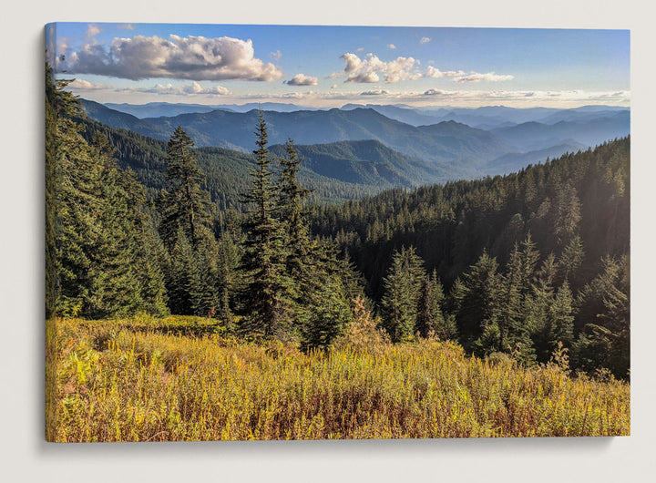 HJ Andrews Forest From Carpenter Mountain Meadow, HJ Andrews Forest, Oregon