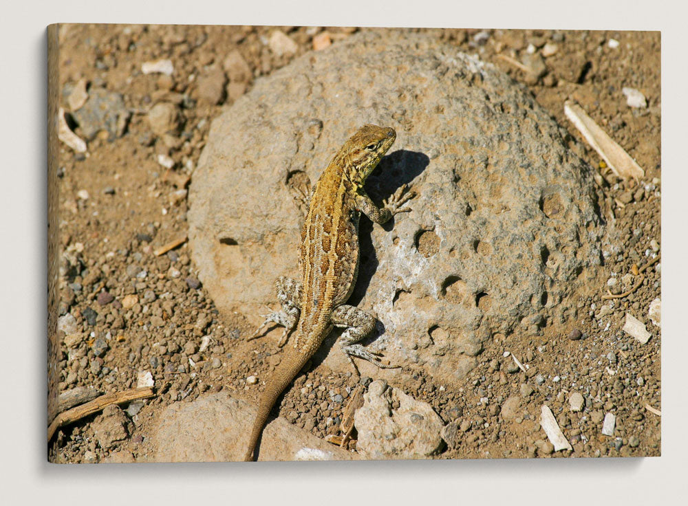 Lizard, East Anacapa Island, Channel Islands National Park, California