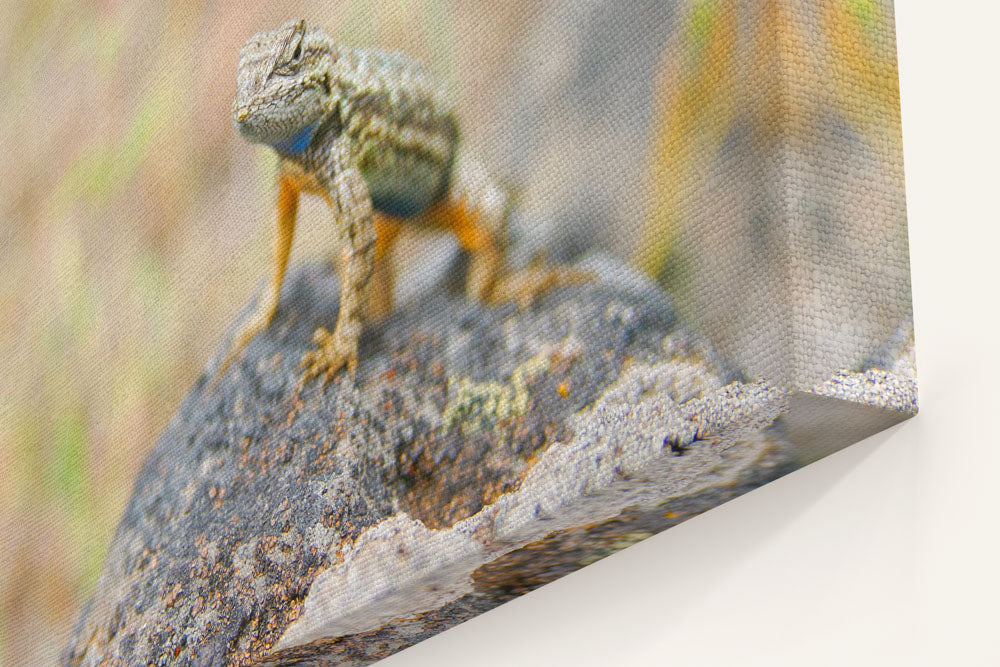 Western Fence Lizard Push-up Territorial Display, Eastern Oregon, USA