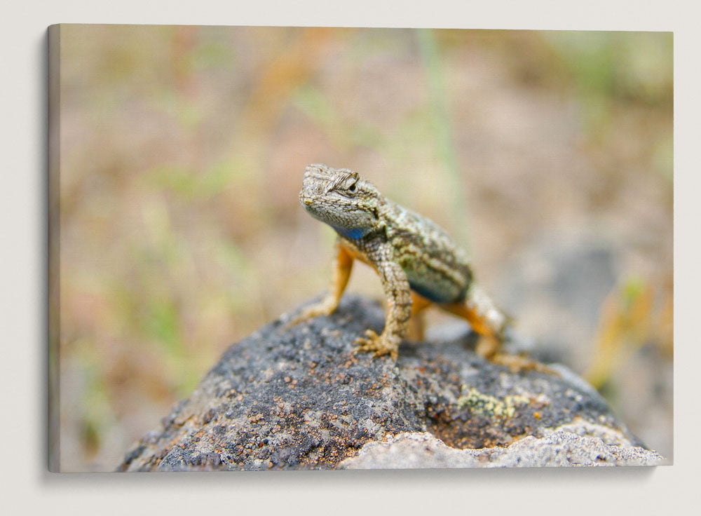 Western Fence Lizard Push-up Territorial Display, Eastern Oregon, USA