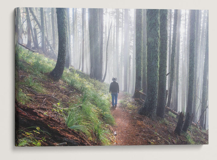 Carpenter Mountain Trail, HJ Andrews Forest, Oregon, USA