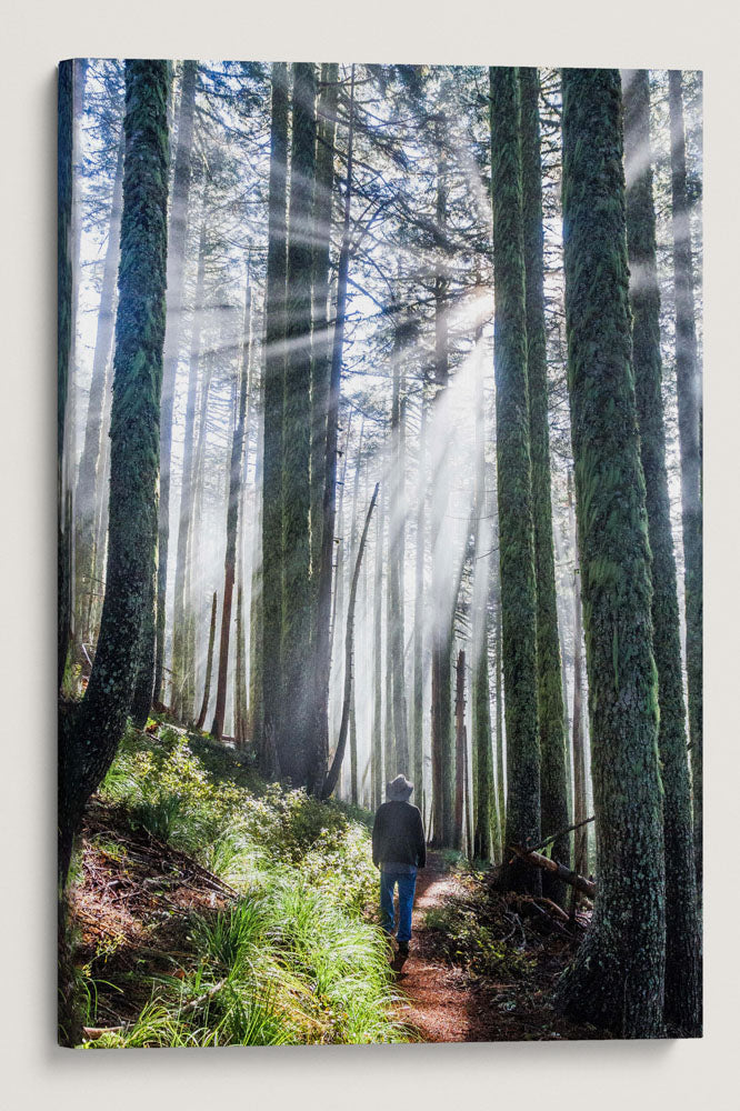 Hiker and Sun Rays, Carpenter Mountain Trail, HJ Andrews Forest, Oregon