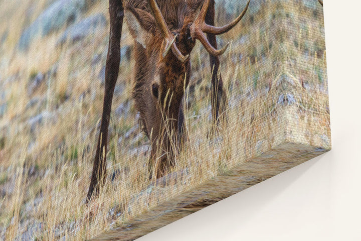 Rocky Mountain Elk, Yellowstone National Park, Montana, USA