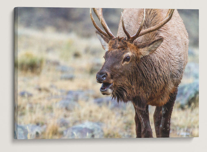 Rocky Mountain Elk, Yellowstone National Park, Montana, USA