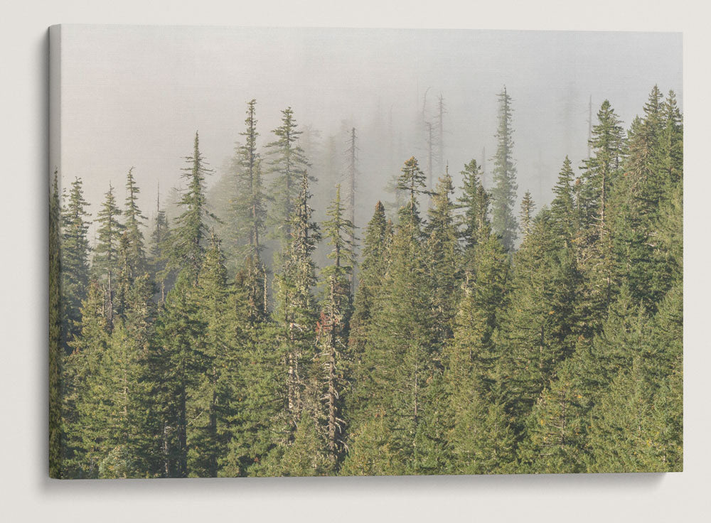 Forest and Mist, HJ Andrews Forest, Oregon