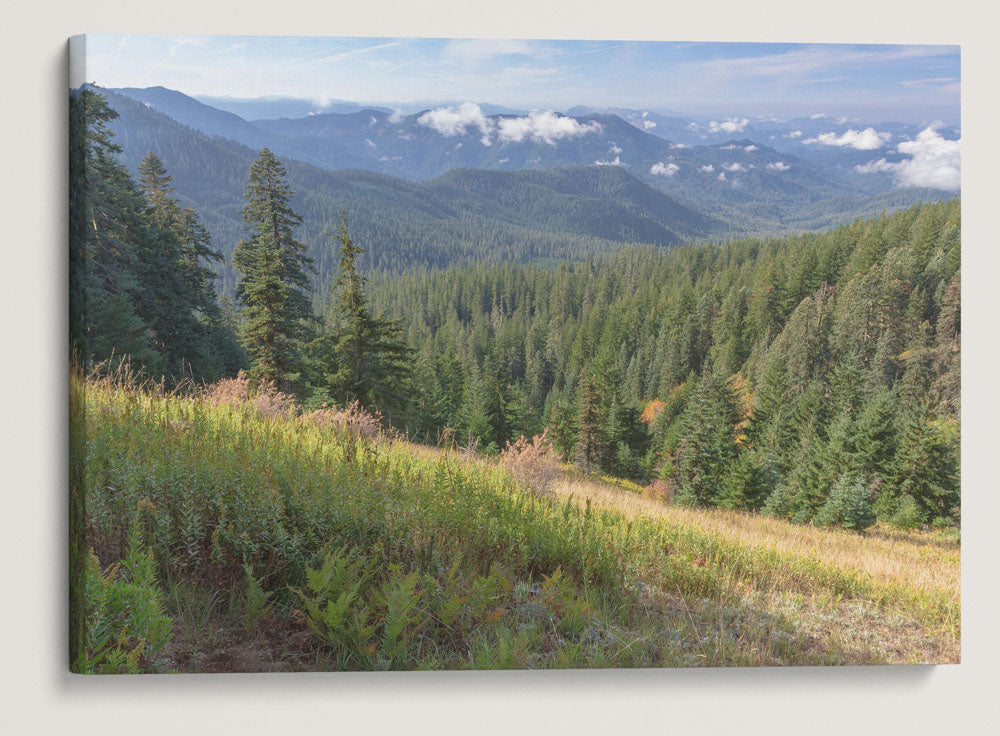 Lookout Creek Drainage From Carpenter Mountain, HJ Andrews Forest, Oregon