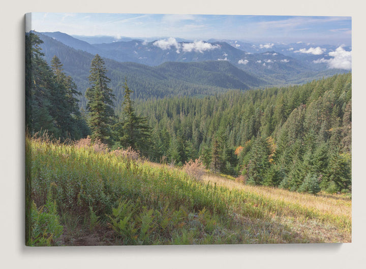 Lookout Creek Drainage From Carpenter Mountain, HJ Andrews Forest, Oregon