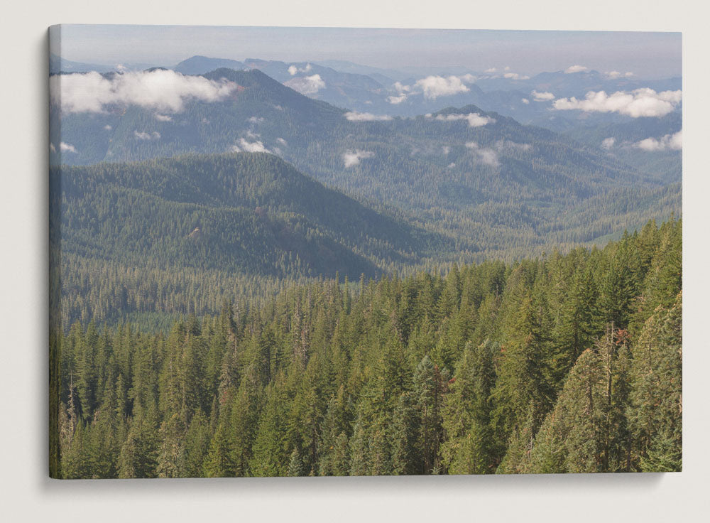 HJ Andrews Forest From Carpenter Mountain, Willamette National Forest, Oregon