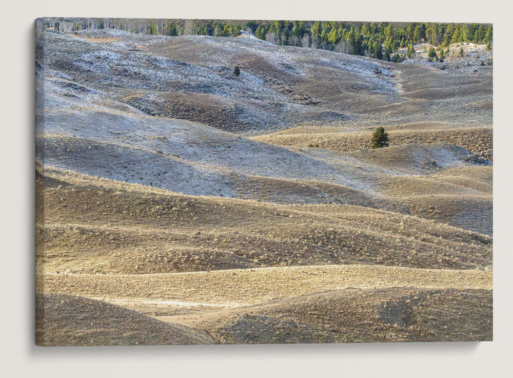 Juniper and Foothills, Yellowstone National Park, Montana