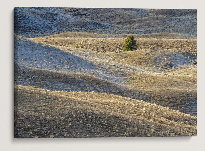 Juniper and Foothills, Yellowstone National Park, Montana