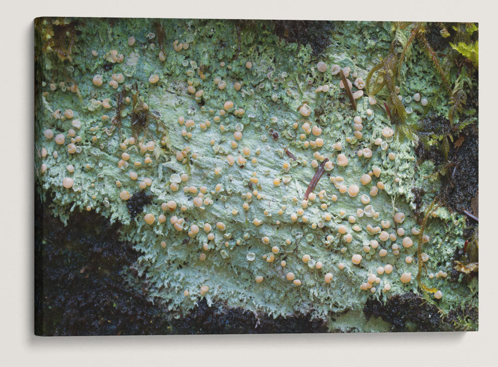 Candy Lichen, Lookout Creek Old-Growth Trail, HJ Andrews Forest, Oregon, USA