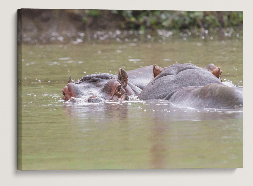 Hippopotamus, Wild Animal Park, Winston, Oregon, USA