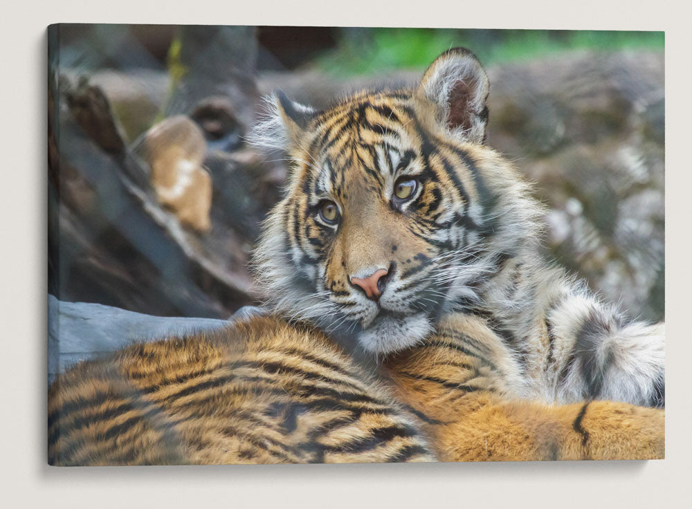 Sumatran Tiger, Wild Animal Park, Winston, Oregon, USA