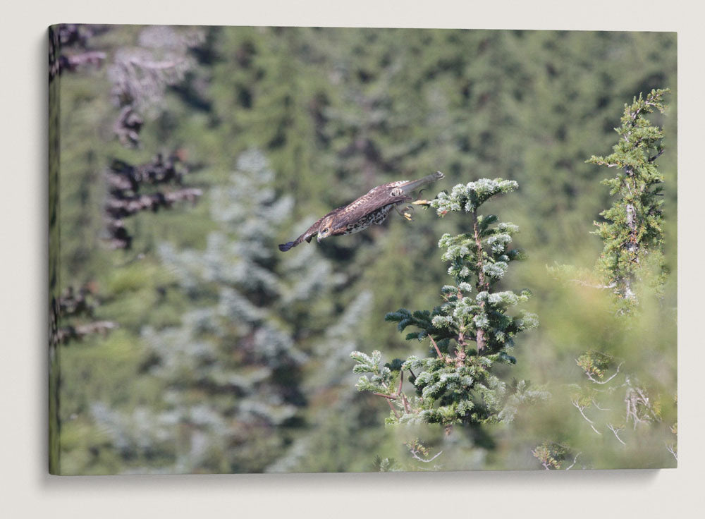 Raptor Diving From Noble Fir Tree, Carpenter Mountain, HJ Andrews Forest, Oregon, USA