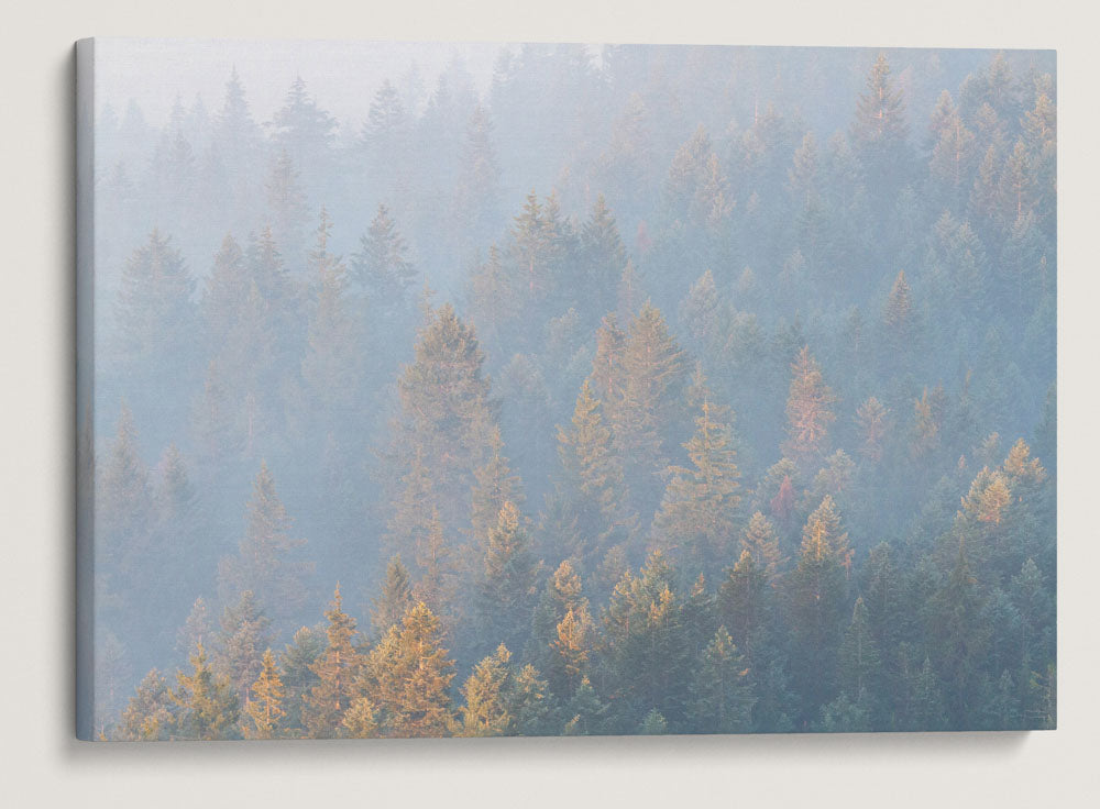 Heavy Wildfire Smoke Over Forest, Willamette National Forest, Oregon