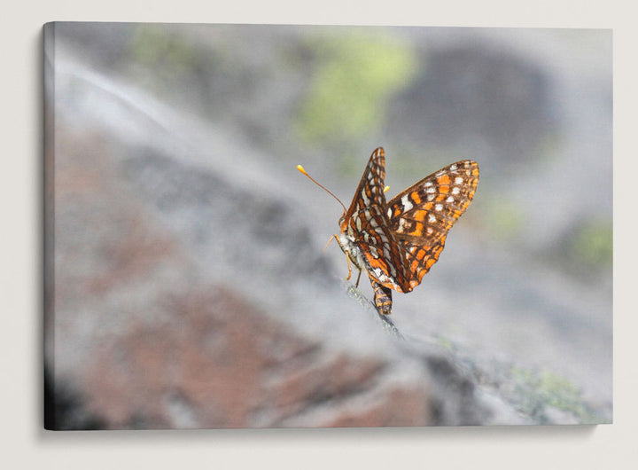 Butterfly on Rocks, Carpenter Mountain Fire Lookout, HJ Andrews Forest, Oregon, USA