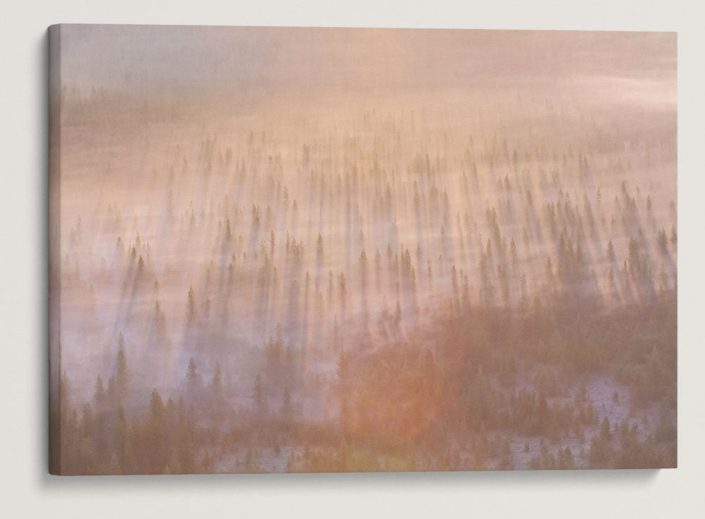 Forest at Sunrise From Sand Mountain Fire Lookout, Willamette National Forest, Oregon, USA