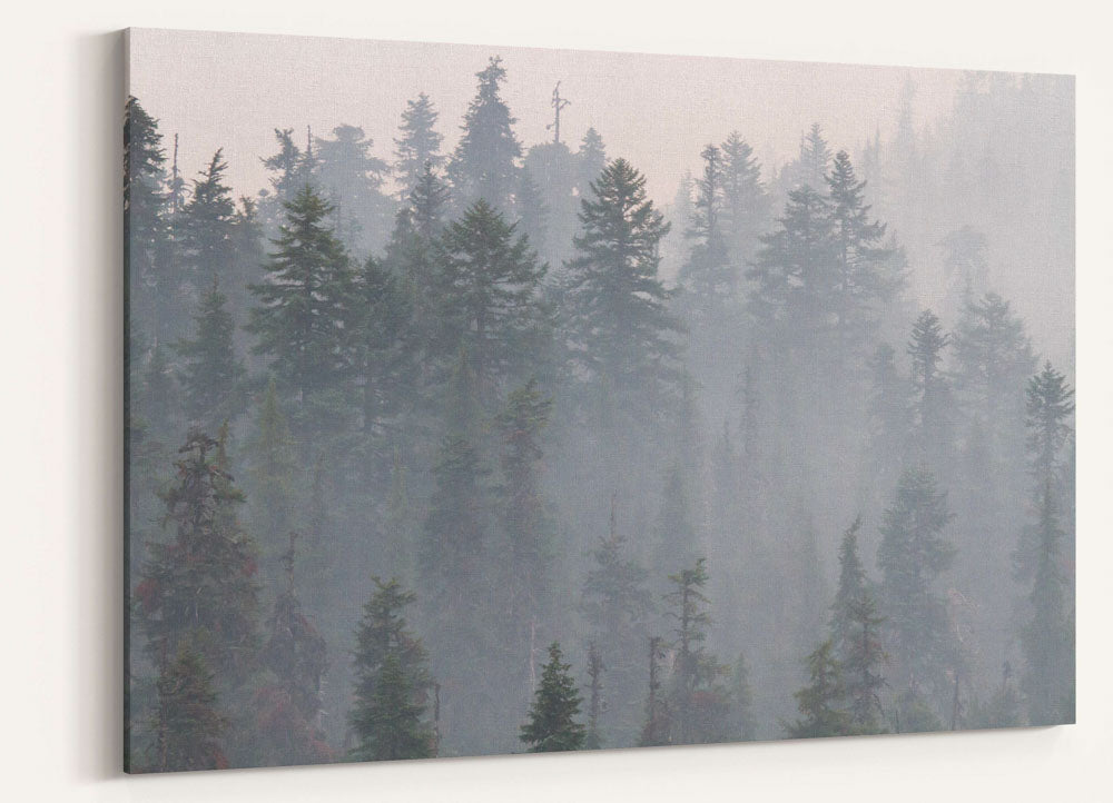 Forest and Wildfire Smoke, Willamette National Forest, Oregon