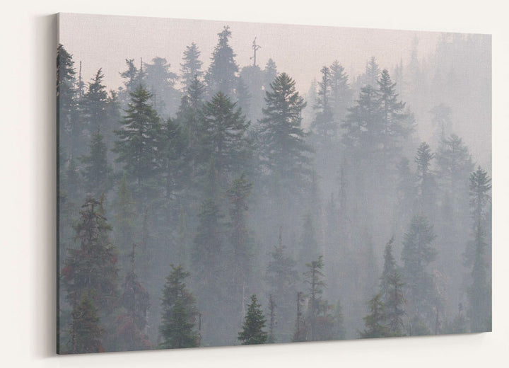 Forest and Wildfire Smoke, Willamette National Forest, Oregon