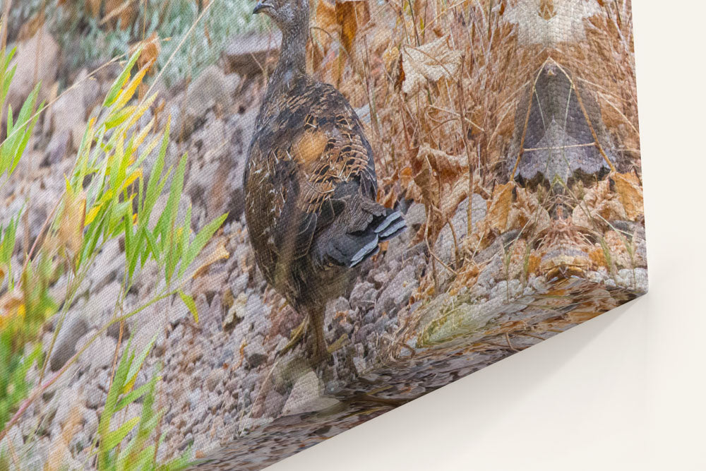 Sooty Grouse, Carpenter Mountain Meadow, HJ Andrews Forest, Oregon, USA